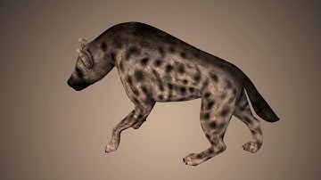 Hyena 3d model team3dyard.com |Animal, Bird & Insect 3D Models Store | VFX | Link In Comments
