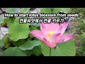 How to start lotus blossom from seeds/연꽃 씨앗에서 뿌리내리기