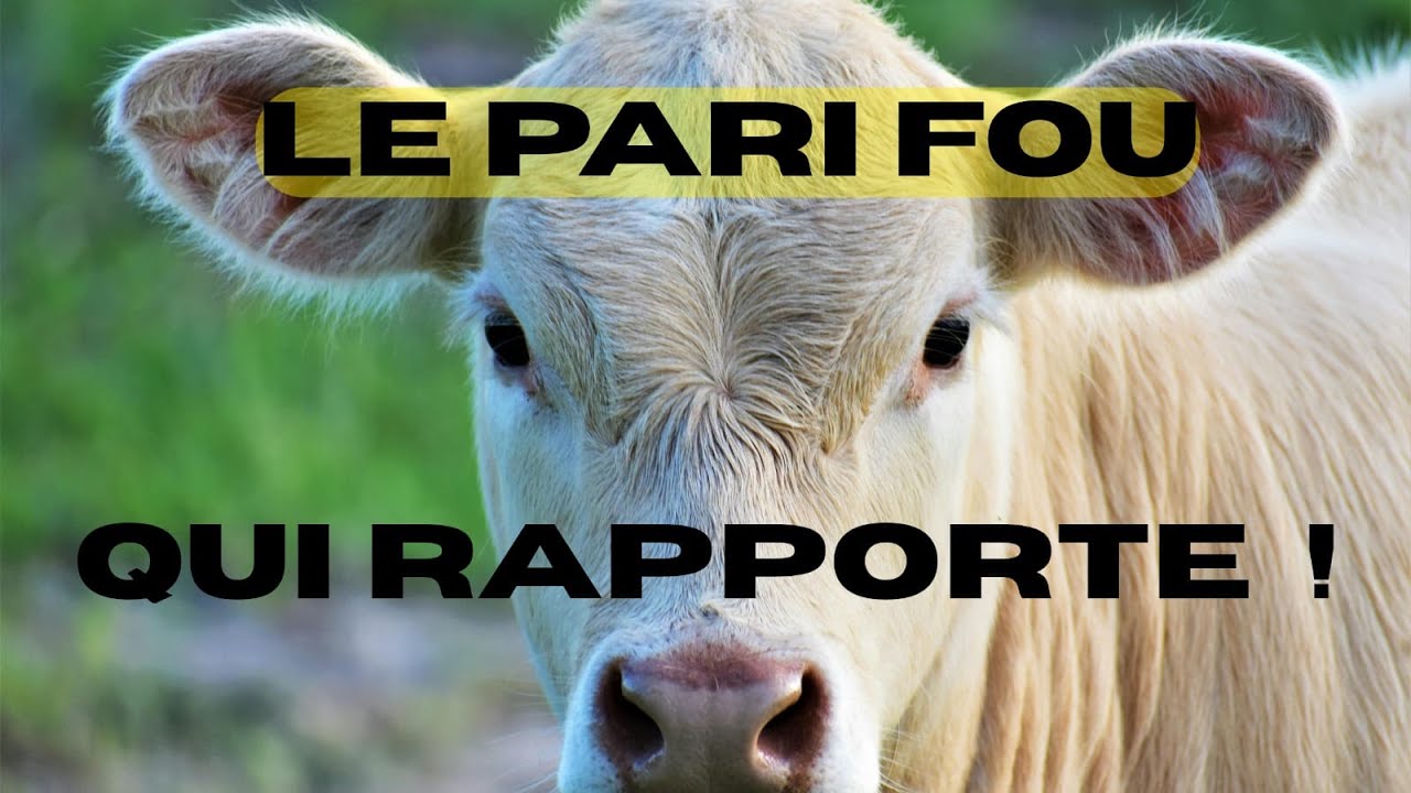 Embouche bovine : le business caché qui enrichit en silence