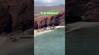 Y el tiburon? #hawaii #palovers #travel #hawaiivlogs #sarkcess #tiburón