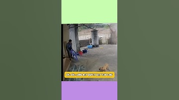 Cuộc Chiến Tranh Giữa Chàng Trai Và chú Chó😋#shorts #happy