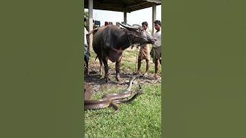"Village Heroes Save Buffalo 🐃🔥 Deadly Snake Attack 😱" #shortsfeed  #animals  #usaanimals
