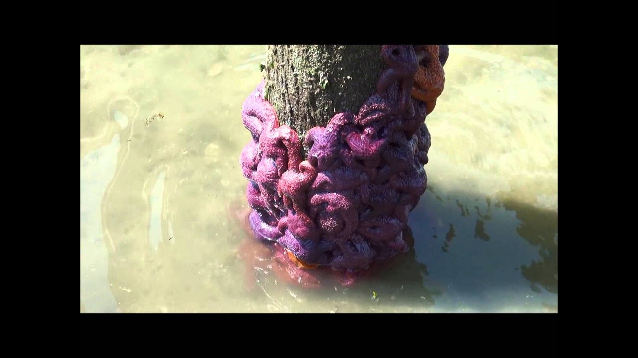 Pisaster at Belcarra