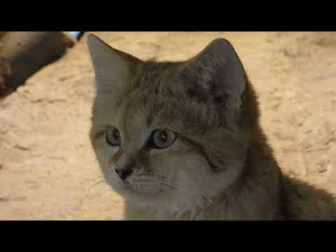 Close-up Sandkatze   4K