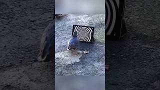 👁 #animals #birds #oiseaux #hypnosis #hypnose #mkultra