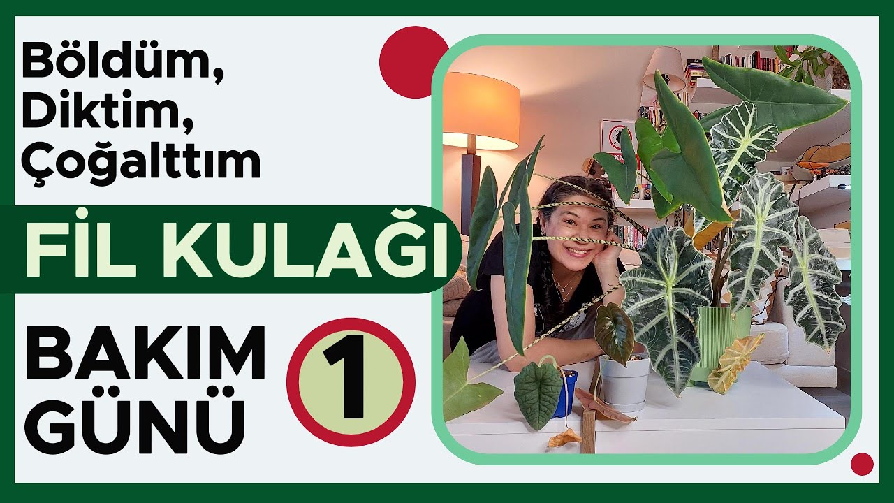 Fil Kulağı Bakım Günü 1; Saksı Küçültme, Korm Toplama, Şekil Düzeltme