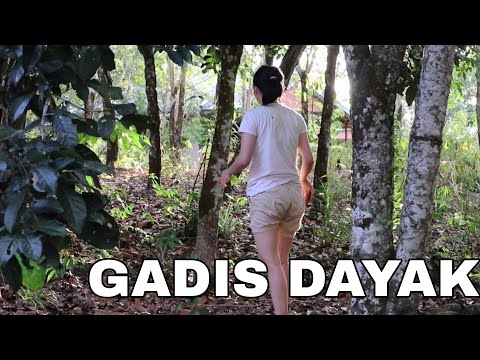 Gadis dayak memanjat buah rambutan hutan || beginilah kehidupan kami