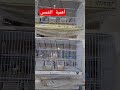 أشعة الشمس هي سر نشاط و صحة الكناري تربية الكناري