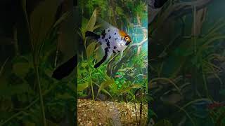 Angelfish