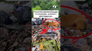 Abandoned Puppy Found On The Streets Gets Second Chance🐶 #shortvideo #shorts #straydog #rescue