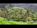 Sustainable Agriculture in Bali