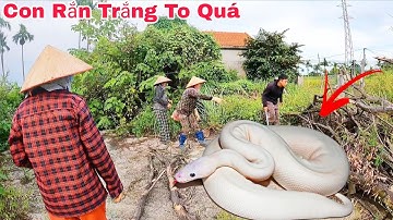 Cuộc Gọi Khẩn Cấp Của Bà Cụ 70 Tuổi Phát Hiện 1 Con Rắn Hổ Mang Trắng Ẩn Lấp Trong Ngôi Nhà Hoang