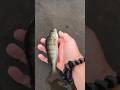 Perch release // @Spinning_Fishing888  #fishing #рибалка #music #beach #carpfishing #nature #shorts