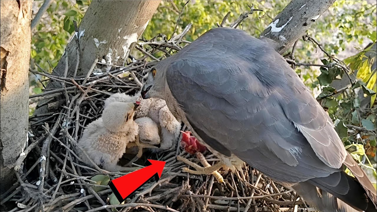 Falcon bird is feeding small piece of meat to babies @birdswithme107 ...