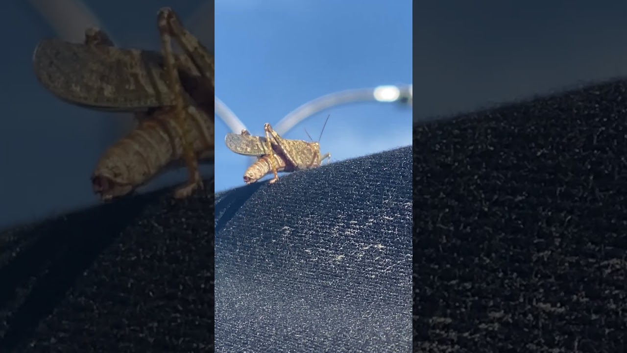 A pallid winged grasshopper landed on my van 