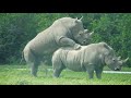 Rhinos Mating  - LIKE the video.