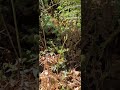 밴쿠버 공원에서는 절대 고사리 따면 안됩니다!! You must not pick ferns in Vancouver parks Canada 🇨🇦  #2