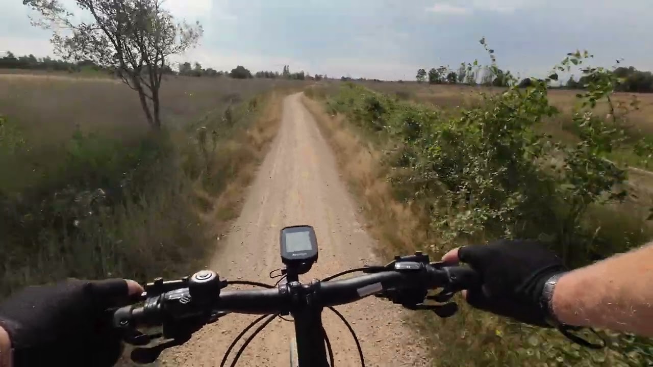 schaapjes op de paarse heide