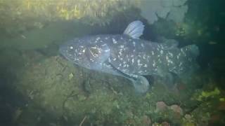 Coelacanth Dive Kzn south Coast rsa  Original Footage