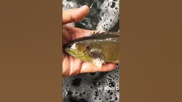 Cách Nuôi Cá Rô Đầu Nhím Thu Lời Cao