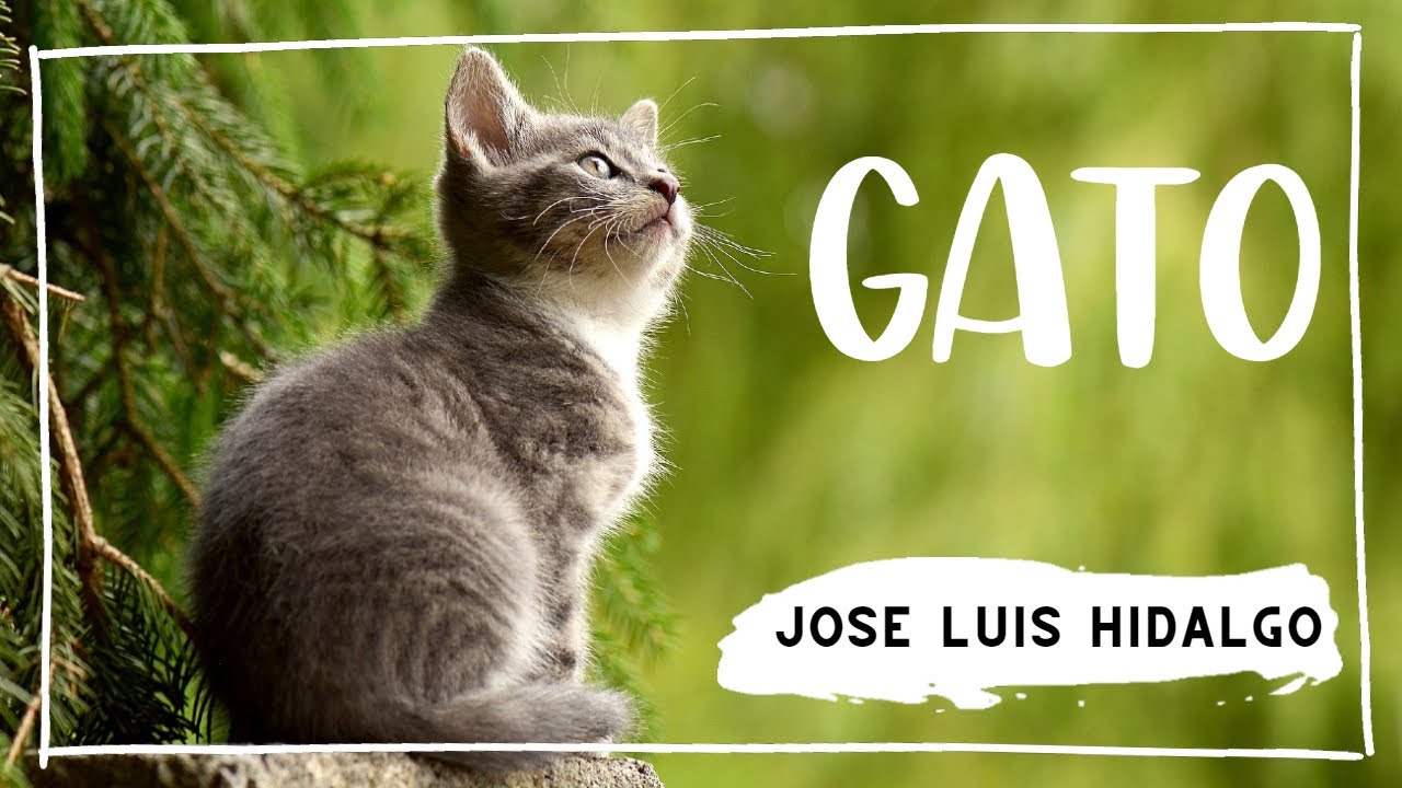 En riesgo Y así Triatleta Gato - José Luis Hidalgo - Poemas de gatos - Poesía en YouTube - YouTube