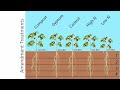 Dry farming soil management 2021