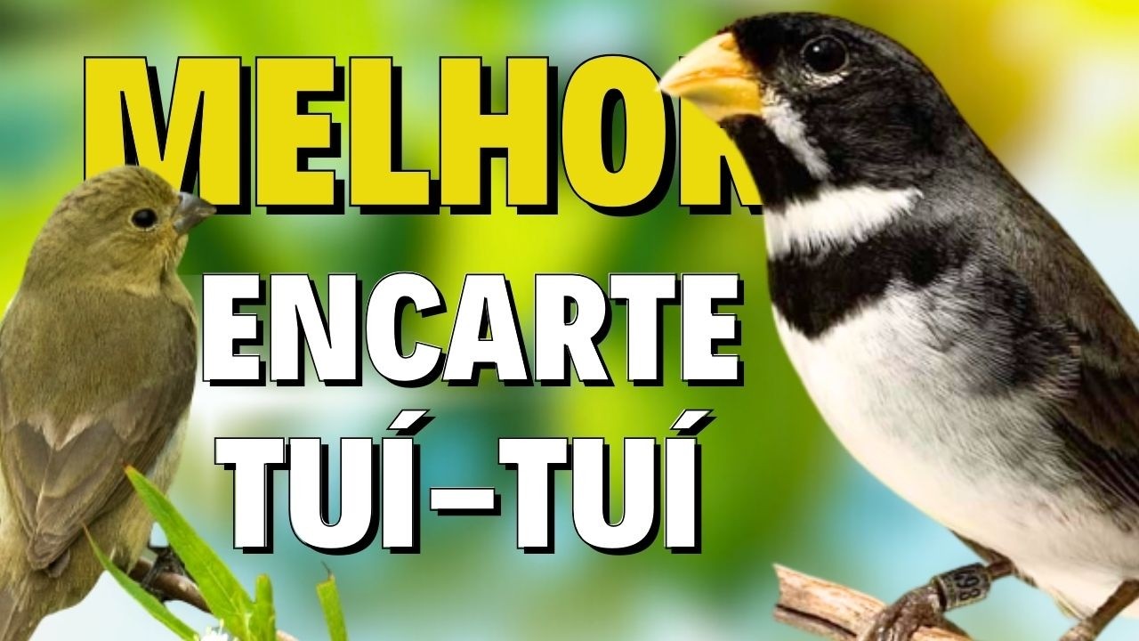 🔴MELHOR CANTO DE COLEIRO TUI TUI PARA ENCARTE 🔴🔴ÁUDIO COM FÊMEA LOUCO CHAMANDO🔴TURBINE SEU PARDO🔴