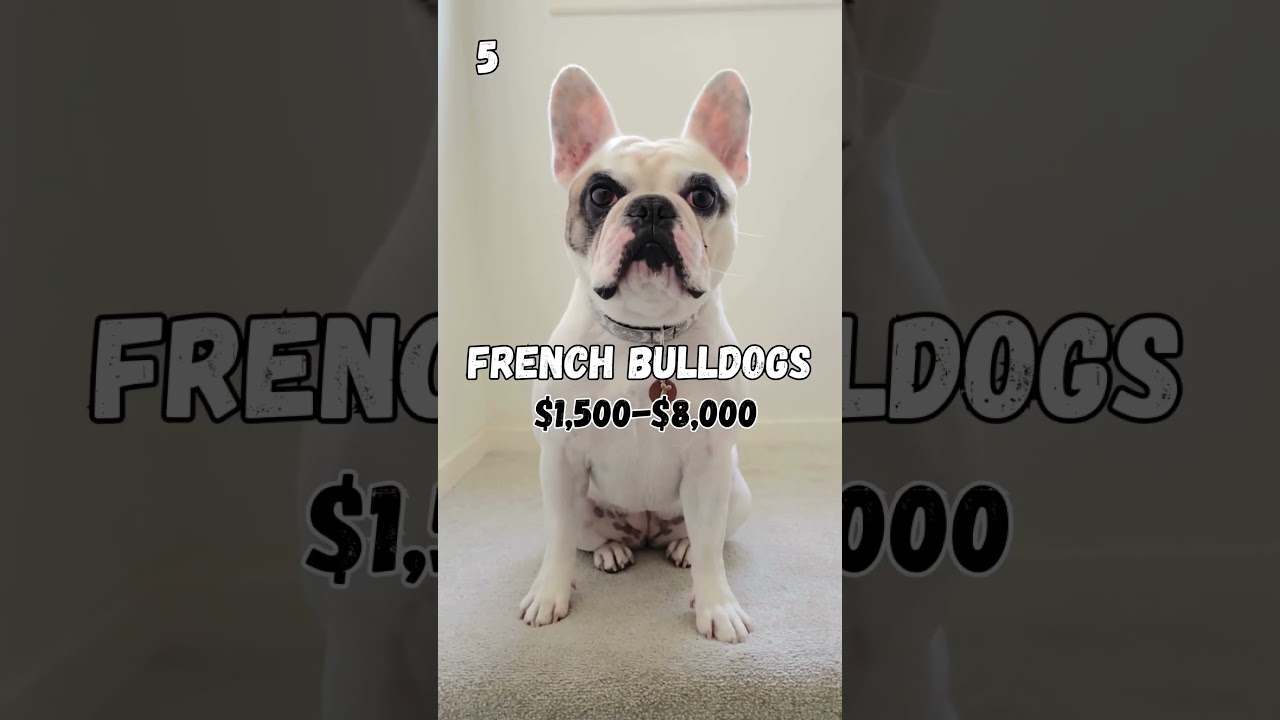 Top 5 Most Expensive Dog Breeds ✨