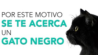 Significado de que UN GATO NEGRO SE TE ACERQUE ✨ ¡Este es el mensaje!