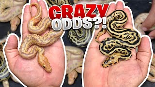 I Can’t believe how lucky we got! Amazing snakes!