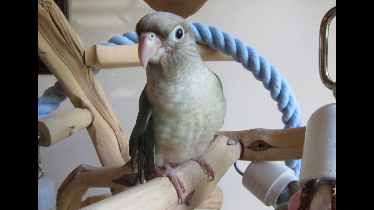 Nylah Turquoise Pineapple Green Cheek Conure Baby YouTube
