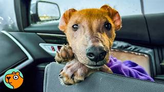 No One Wanted Hairless Puppy Until One Lady Felt A Spark Cuddle Buddies