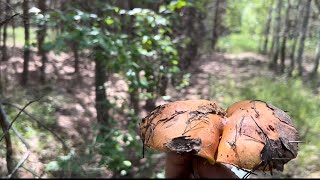 Прошли всё,обошли что знали! Я когда нахожу такие грибы мне плакать хочется! Сколько нашли все наши!