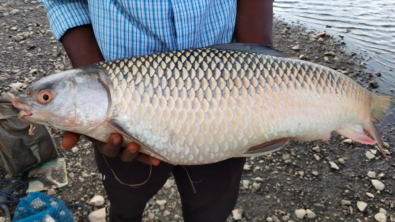 Miragal fish 5.5kg🐠 