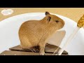癒される💛お風呂に入るカピバラたち🛀