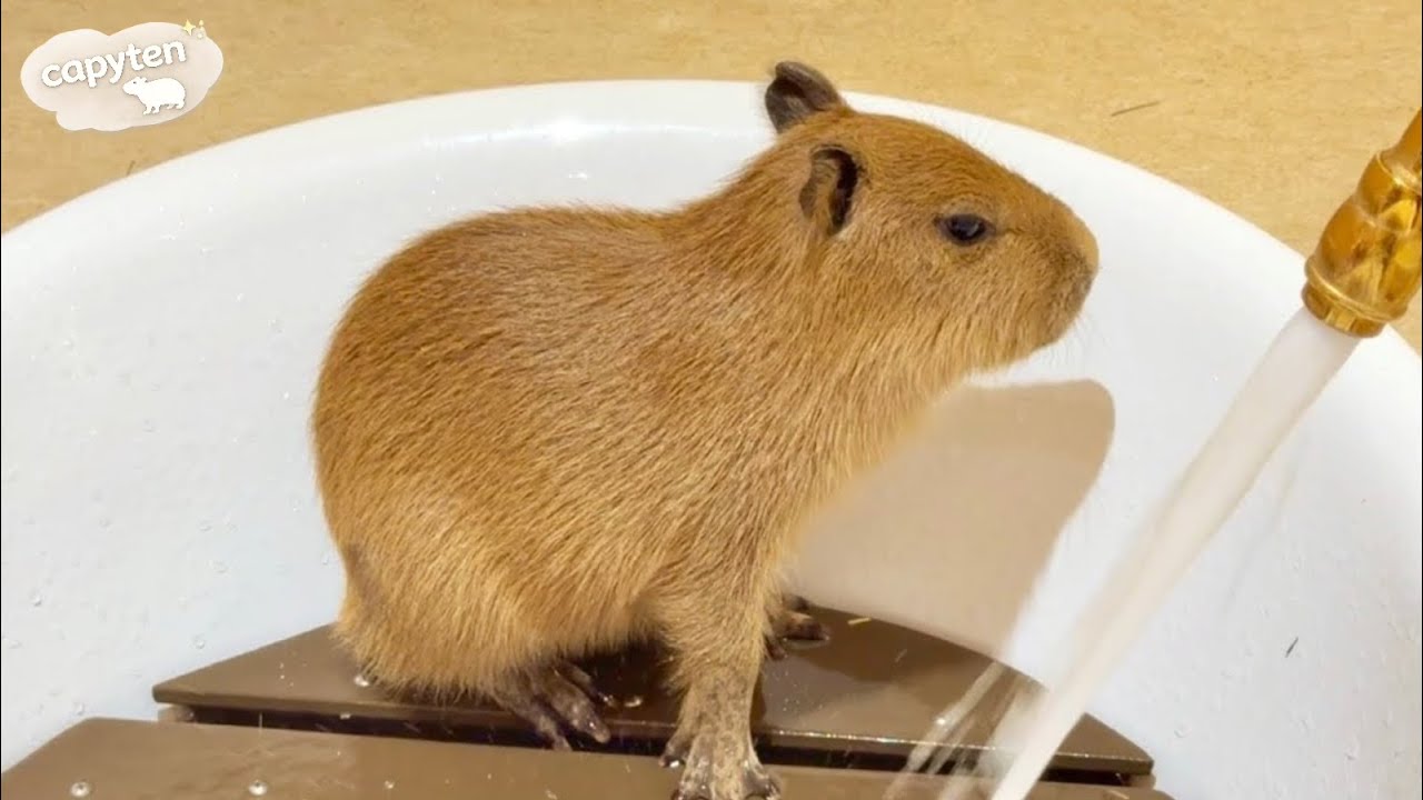 癒される💛お風呂に入るカピバラたち🛀