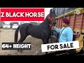 ਸ਼ਾਹ ਕਾਲਾ ਘੋੜਾ Z Black Horse | Shine Like #arabianhorse #marwadihorses Muktsar Horse Fair 2022