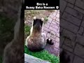 Bro is a very sussy racoon🤨