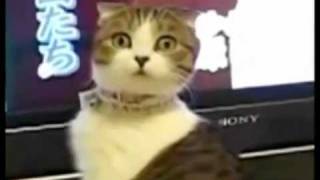 Inception Animals Compilation! - Funny Videos
