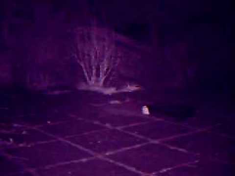 Bat caught on trail cam