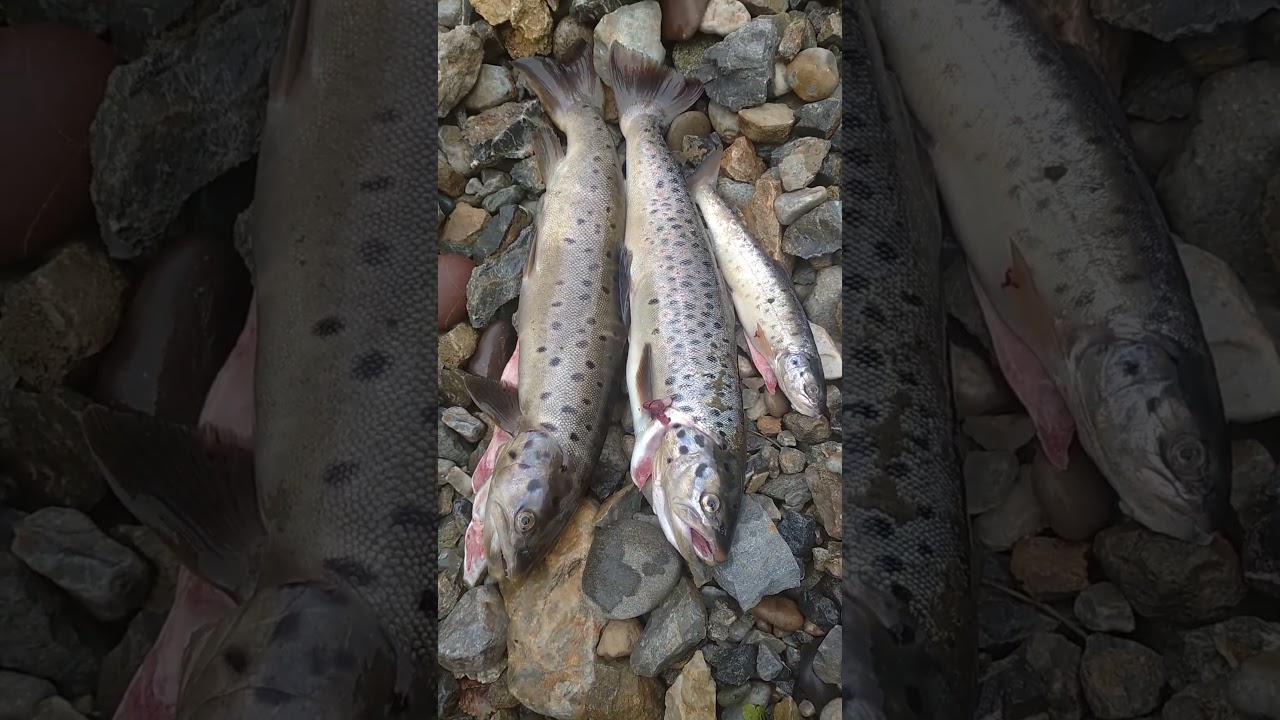 Sevan Trout River Naryn 