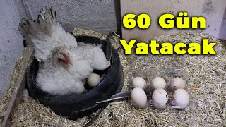 30 GÜN FAZLADAN YATACAK ! - Gurk Tavuğu Altına Sürpriz Yumurta Koydum - Serama Horozunu Değiştim !