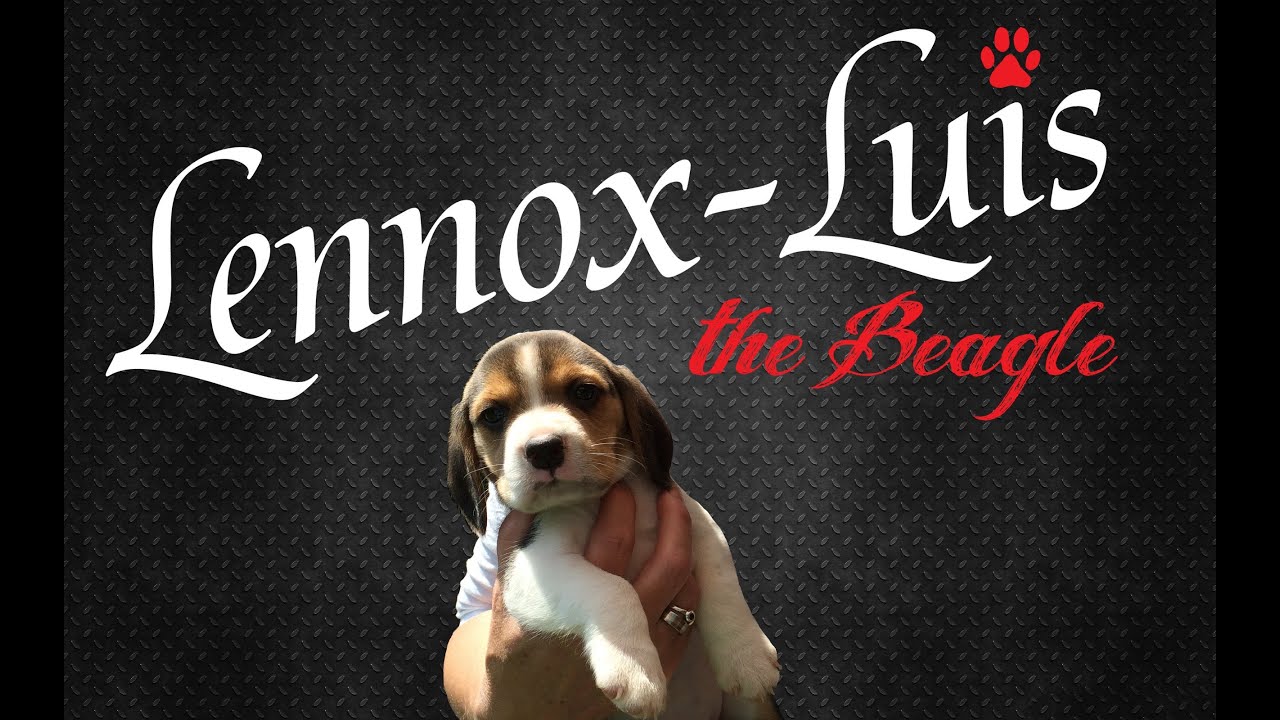Meet a Beagle Puppy  - Lennox Luis 5 Week old # 1