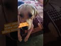 Golu kemon kure hoyeche #labrador #dog #pets #petslover#dogslover