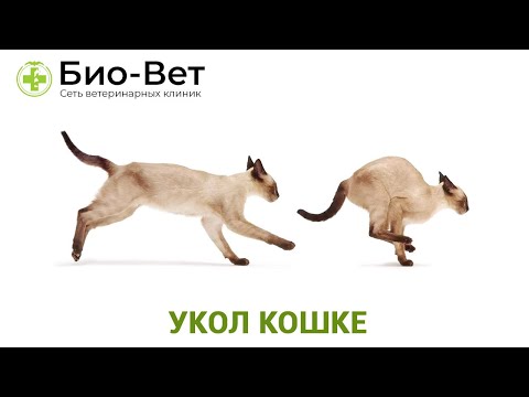 Укол Кошке -
