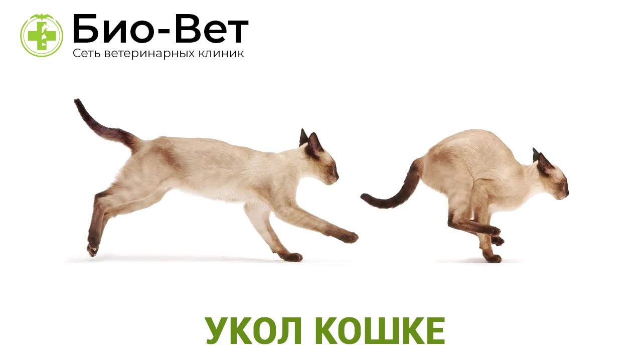 Укол кошке: как сделать внутримышечно в холку / БиоВет
