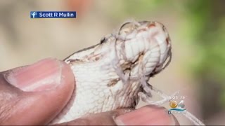 Baby Ball Python Found With Mouth Sewn Shut