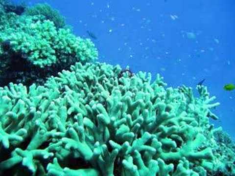 Photos prises en dÃ©cembre 2005 lors d'un sÃ©jour de plongÃ©e sous-marine sur la Grande BarriÃ¨re de Corail prÃ¨s de Cairns, dans l'Ã©tat du Queensland, en Australie.