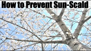Shrubs are the Solution to Sun Scald on Fruit Trees