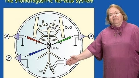 Eve Marder (Brandeis University) Part 1: Introduction to Central Pattern Generators